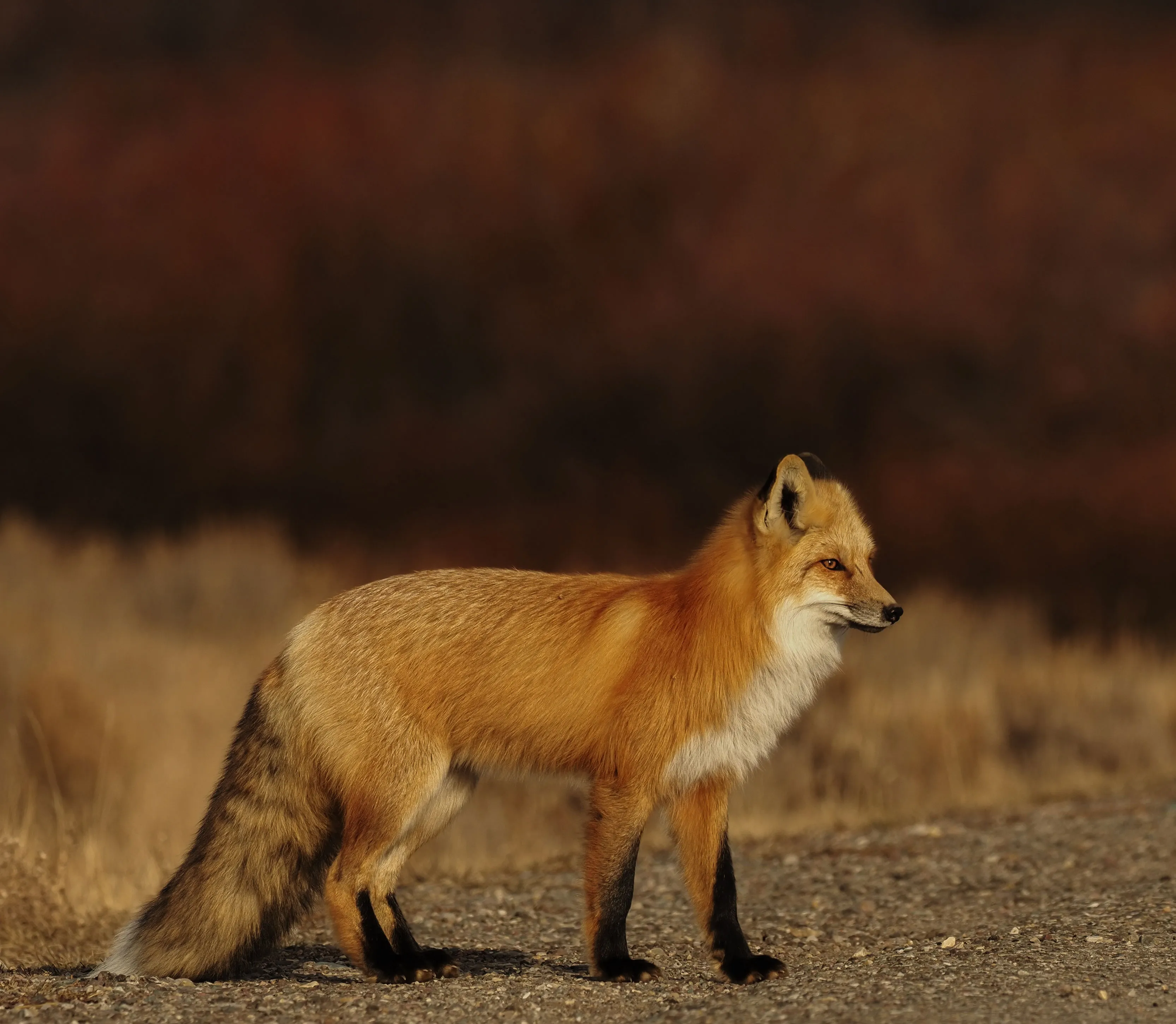 Aparat Olympus OM-D E-M1 Mark III Notopstryk